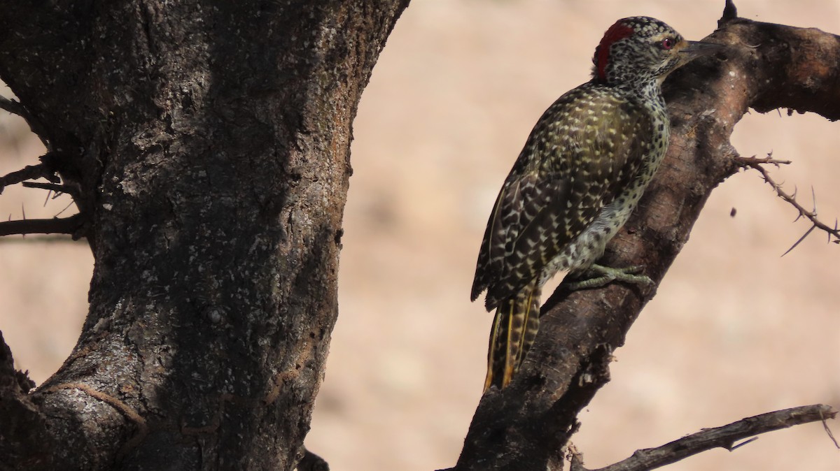 Nubian Woodpecker - ML608137401