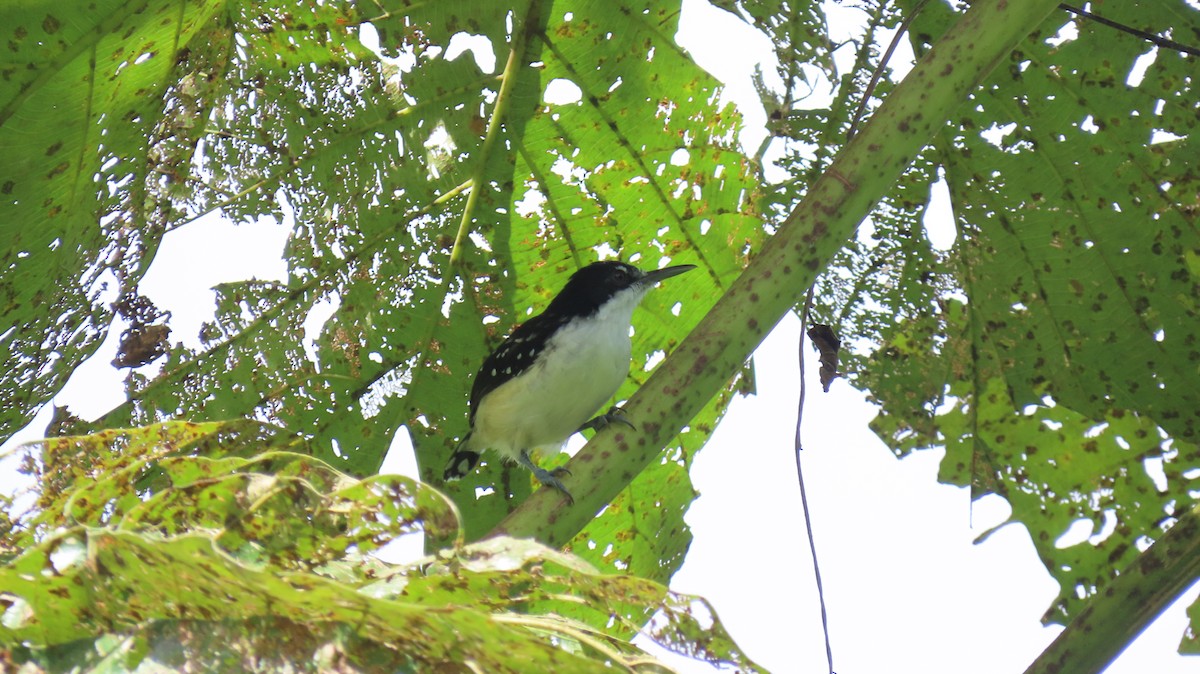 Black-and-white Antbird - ML608138551