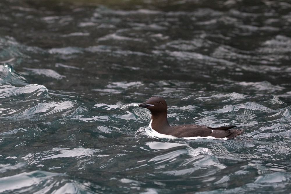 Thick-billed Murre - ML608142091
