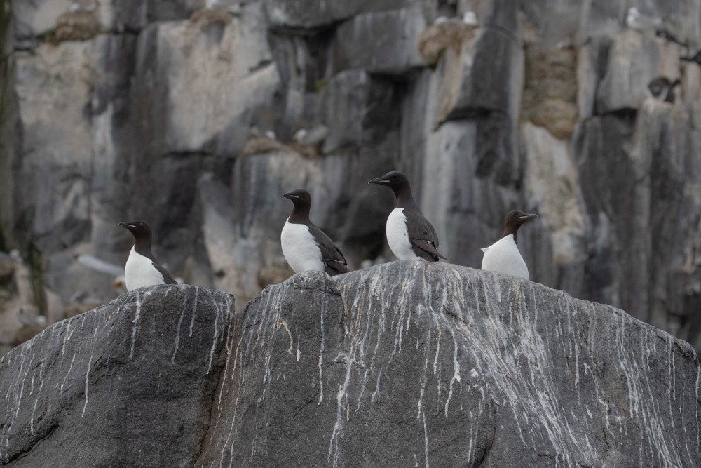 Thick-billed Murre - ML608142111