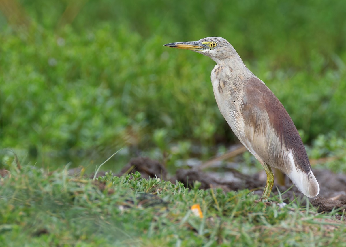 Indian Pond-Heron - Ayuwat Jearwattanakanok