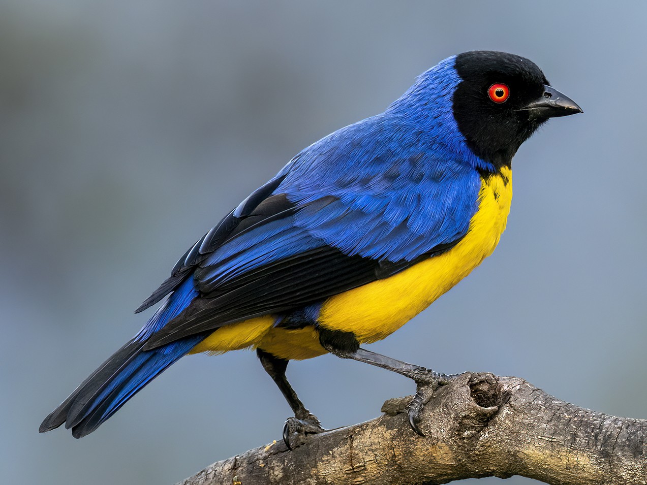 Hooded Mountain Tanager - eBird