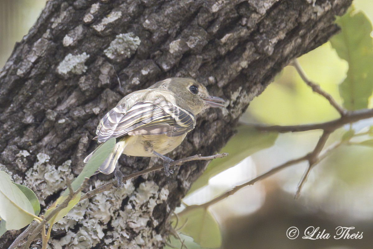 Vireo de Hutton - ML608152481
