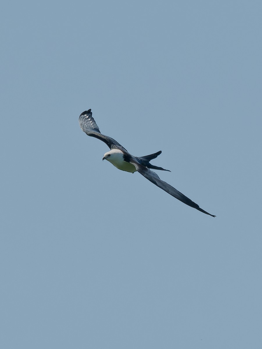 Swallow-tailed Kite - ML608155051