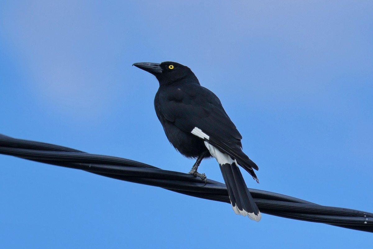 Pied Currawong - ML608156681