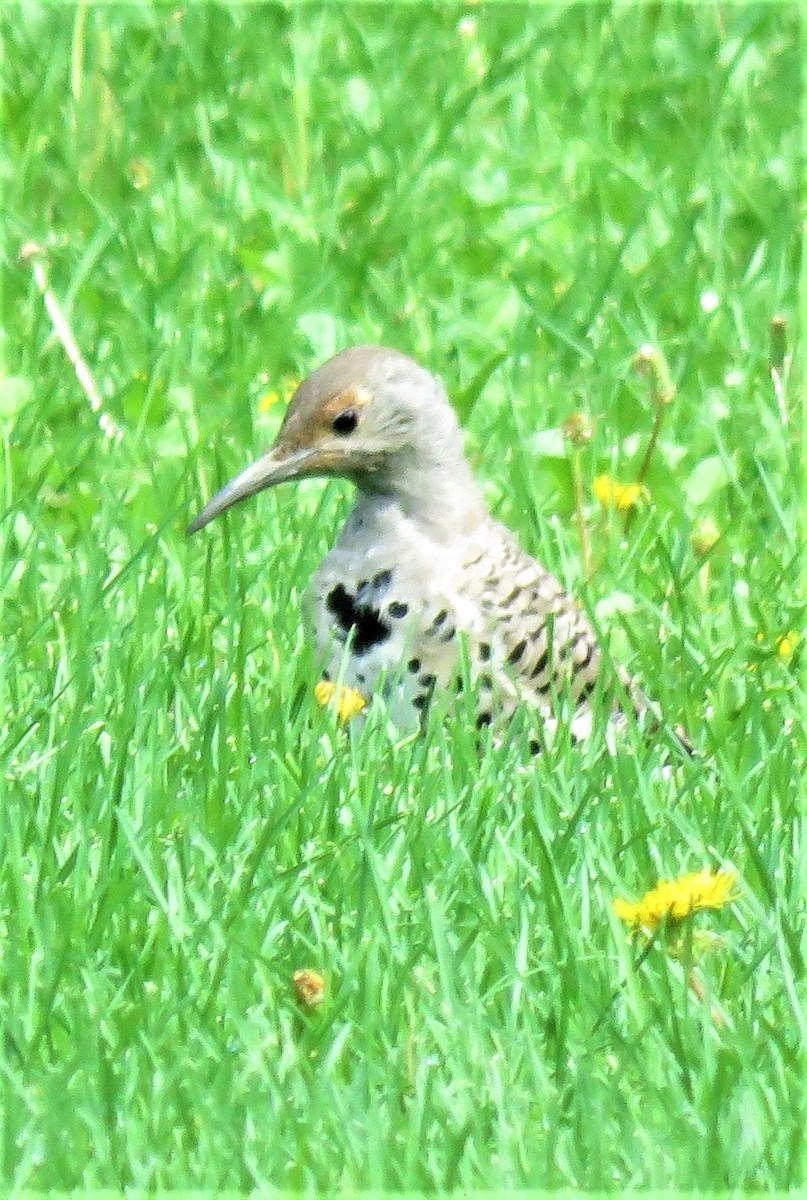 Northern Flicker (Red-shafted) - ML608158631