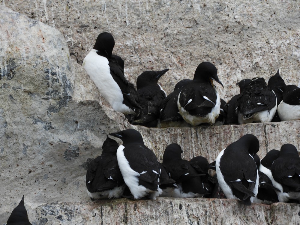 Thick-billed Murre - ML608159571