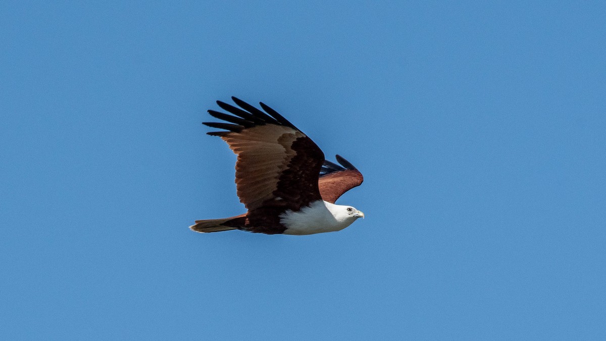 eBird Checklist - 29 Aug 2023 - Eraring power outlet - 23 species