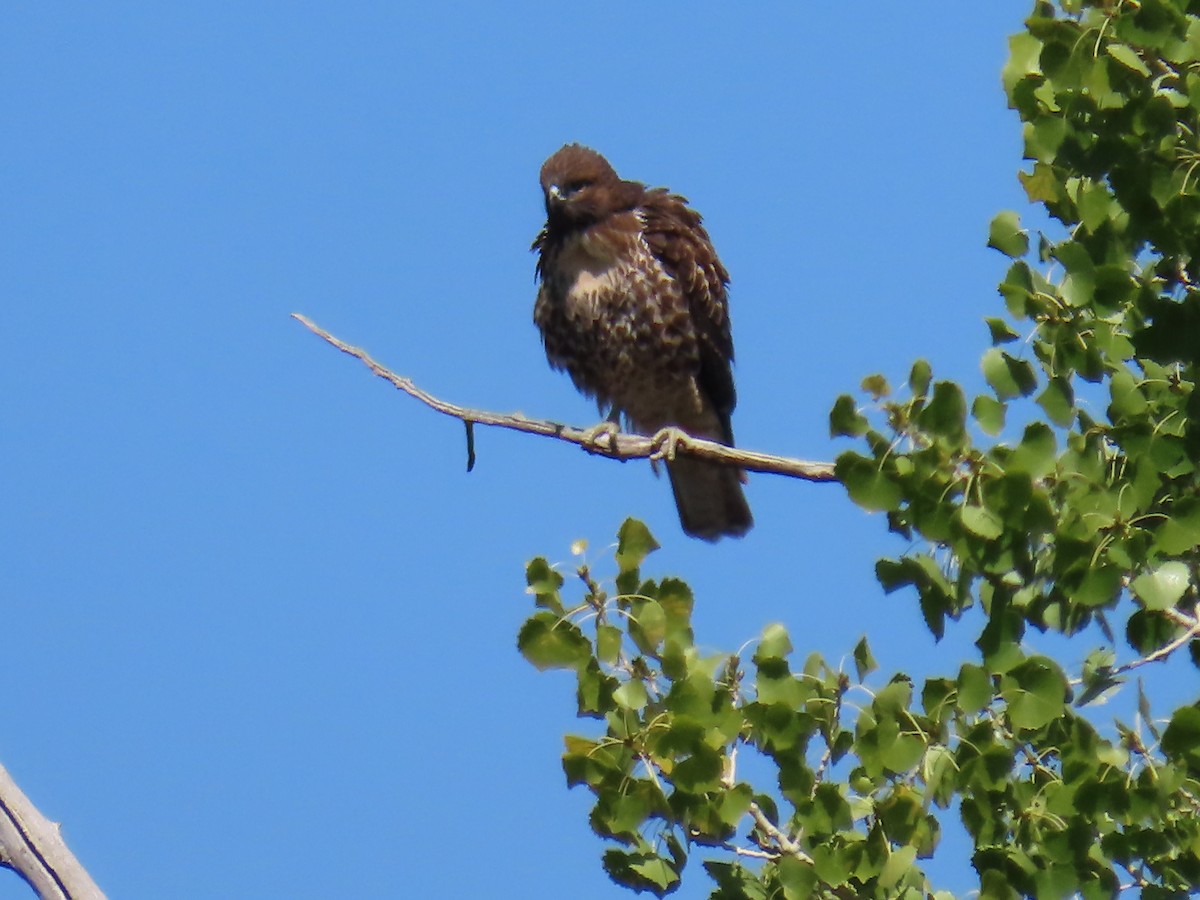 Red-tailed Hawk - ML608161661