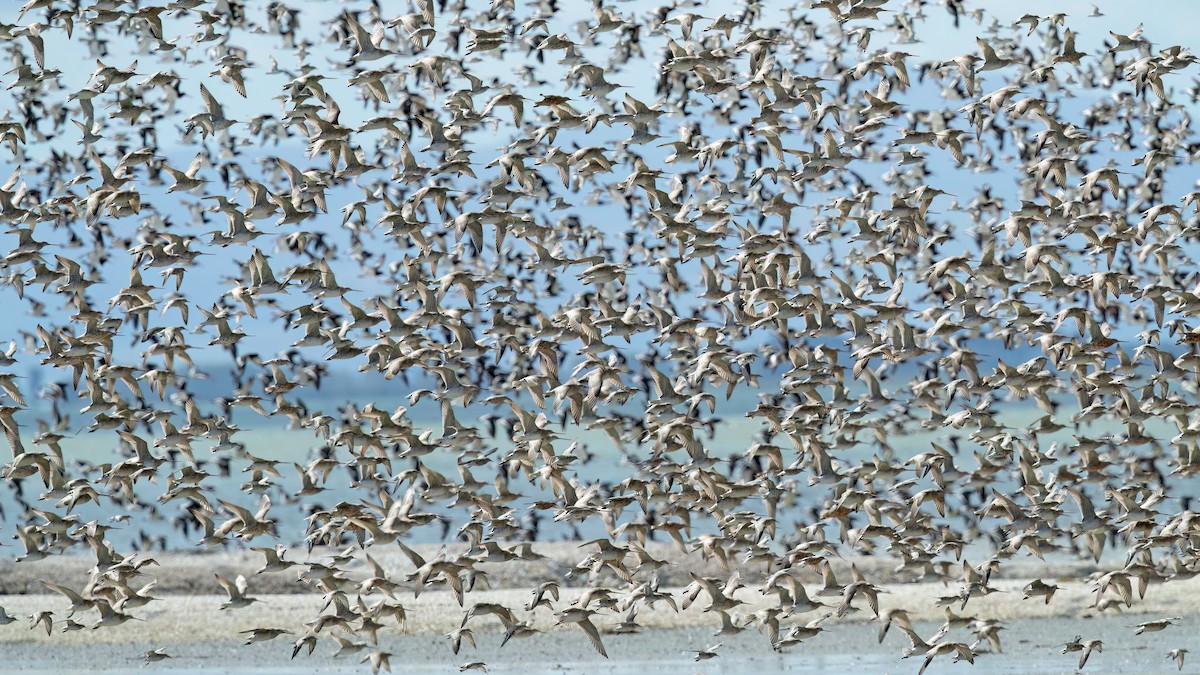 Bar-tailed Godwit - ML608170401