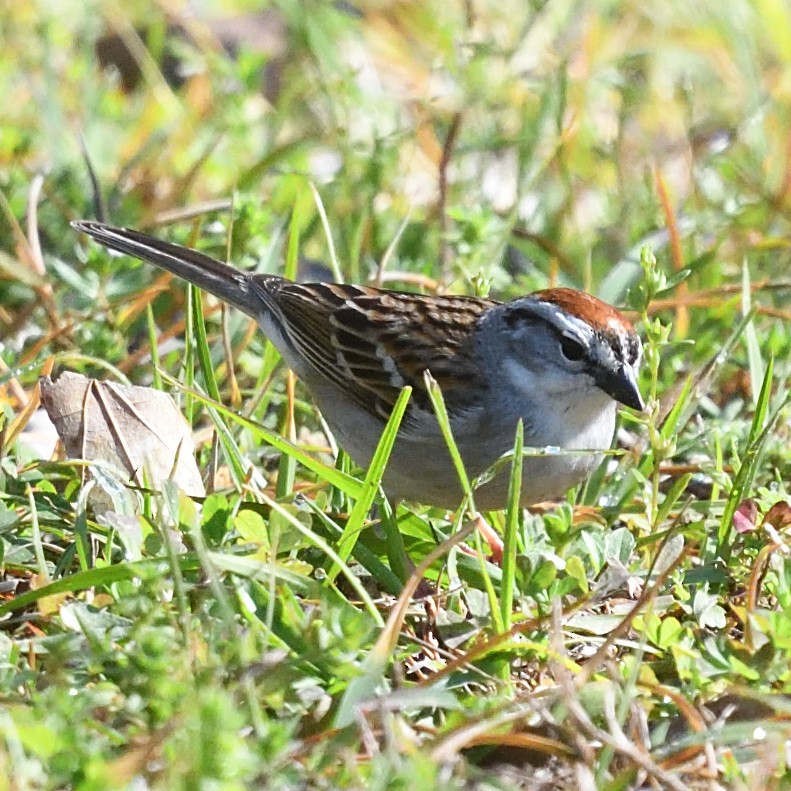 Chipping Sparrow - Matt Bush