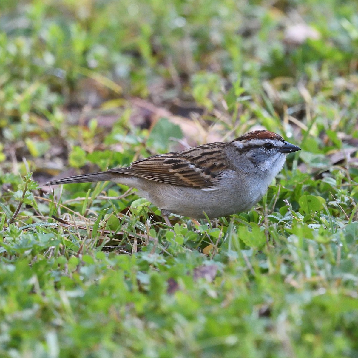 Chipping Sparrow - Matt Bush