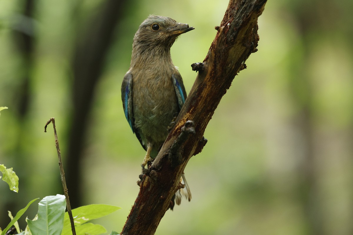 Indian/Indochinese Roller - Gary Allport