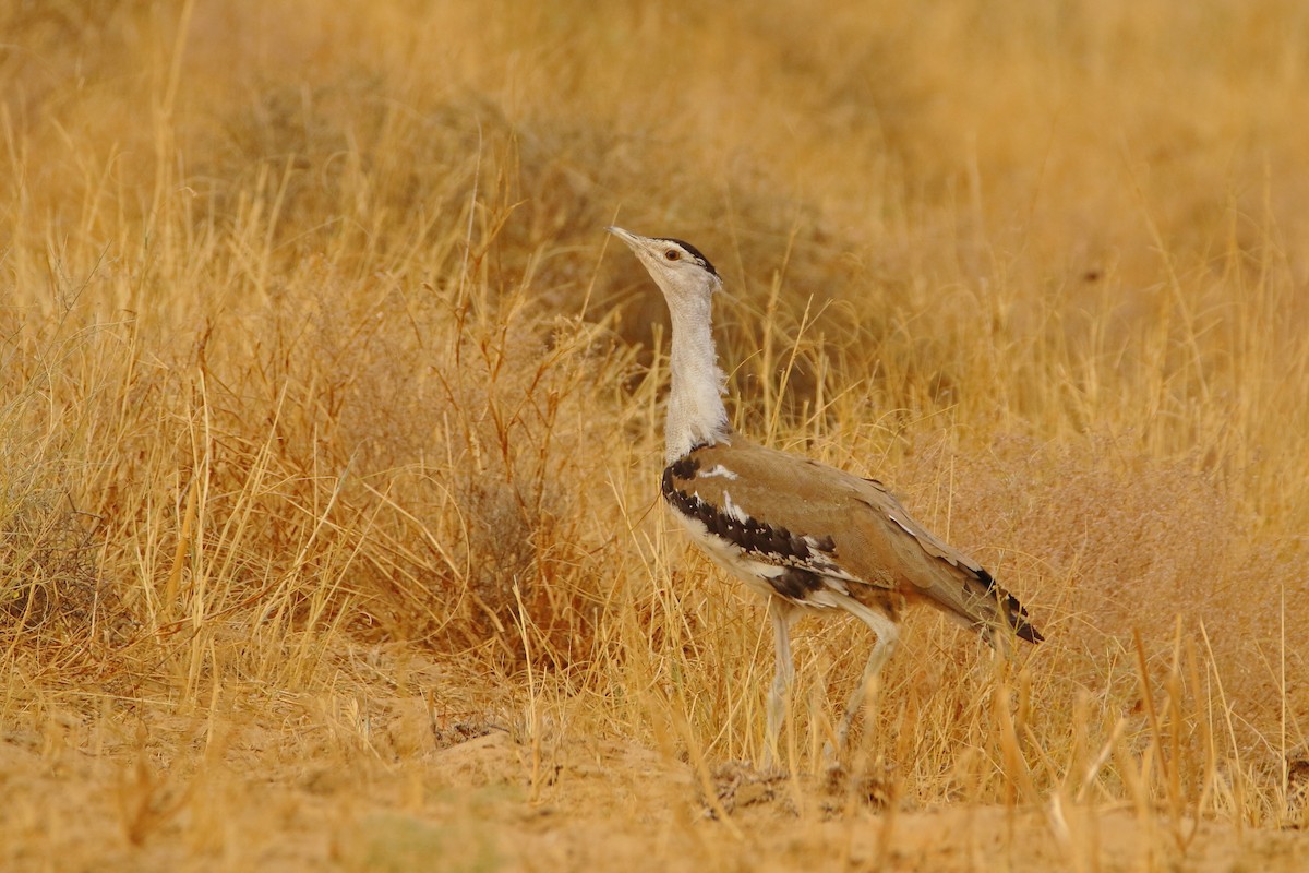 Great Indian Bustard - Anonymous