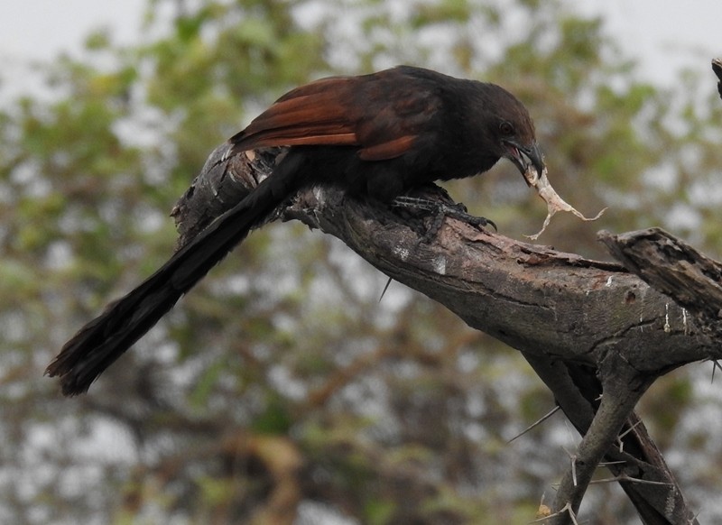 Greater Coucal - ML608174701