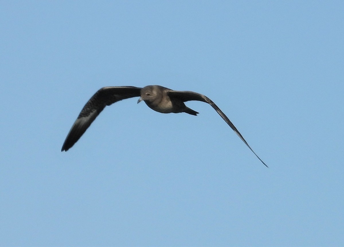 Long-tailed Jaeger - ML608175981