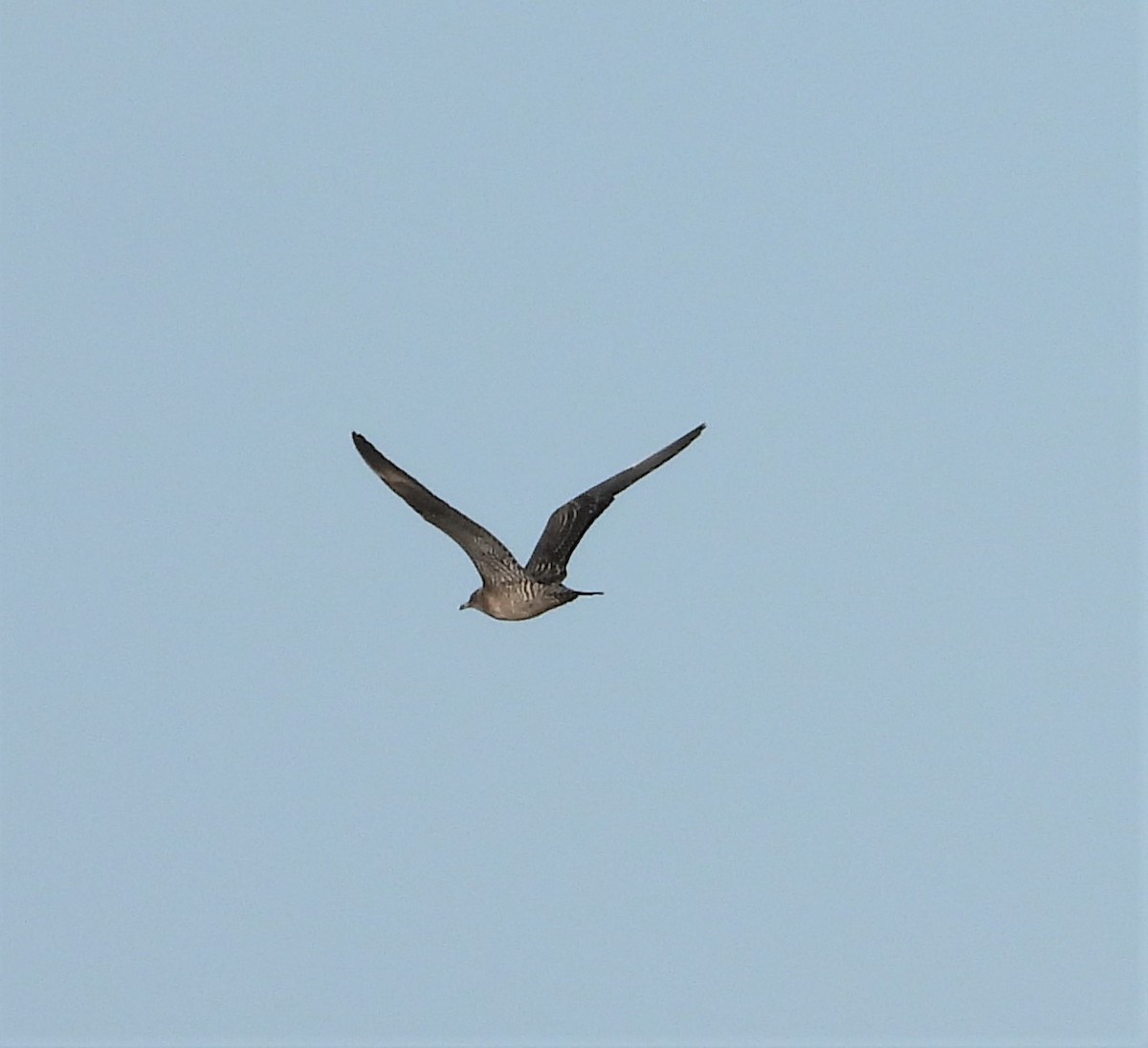 Long-tailed Jaeger - ML608176091