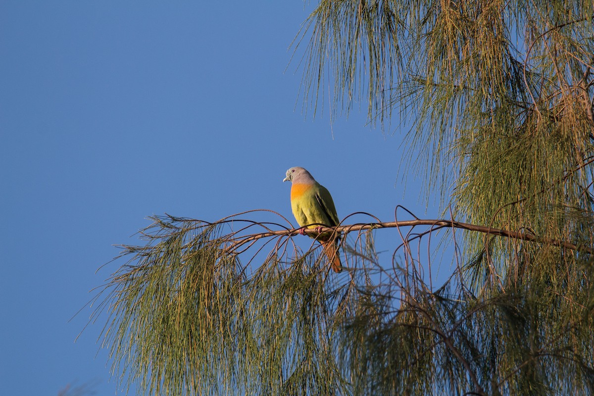 Pink-necked Green-Pigeon - Akekachoke Buranaanun