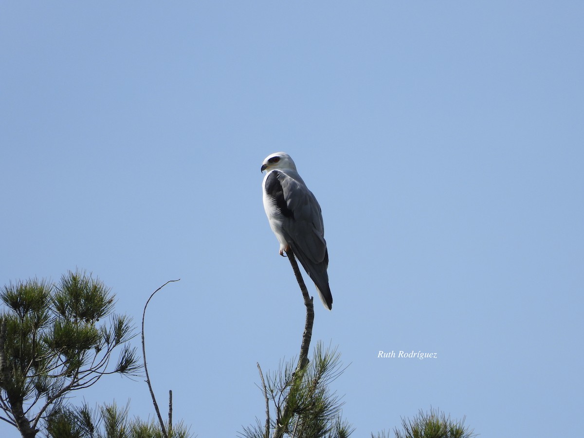 White-tailed Kite - ML608181141