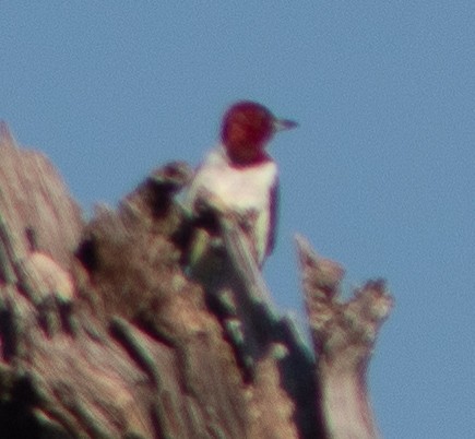 Red-headed Woodpecker - ML608181221