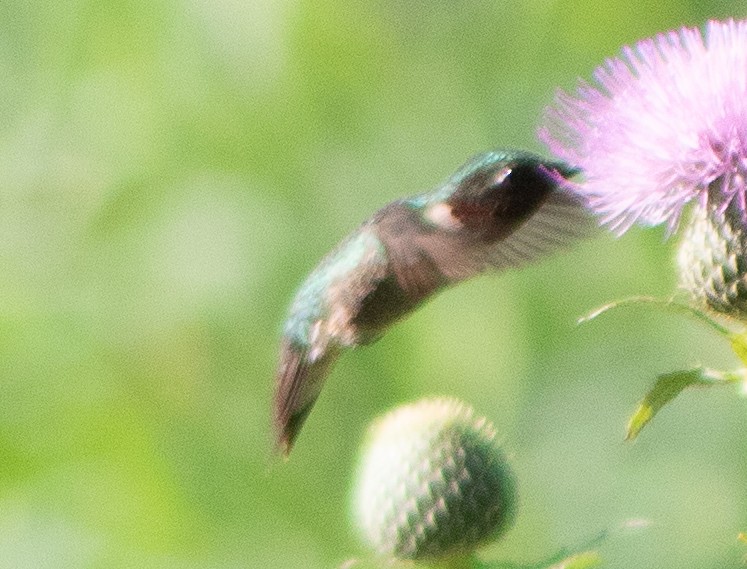 Ruby-throated Hummingbird - ML608181831