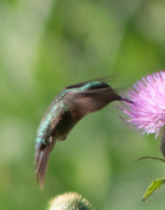 Ruby-throated Hummingbird - ML608181841