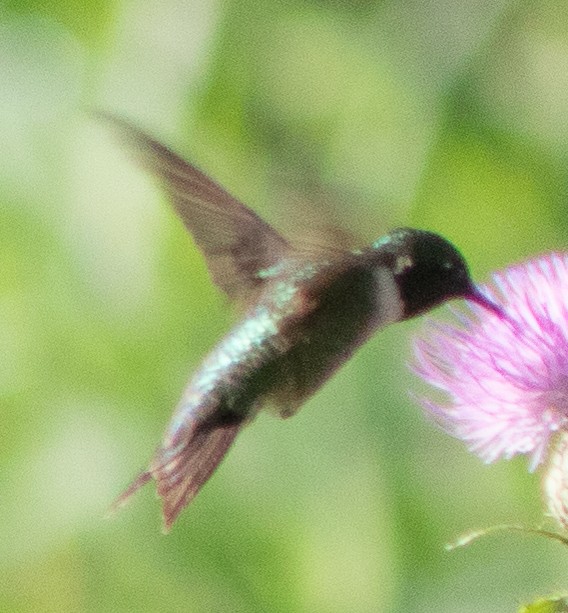 Ruby-throated Hummingbird - ML608181861