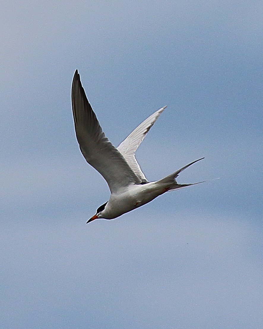 Common Tern - ML60818381