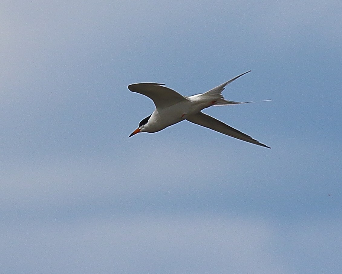 Common Tern - ML60818391
