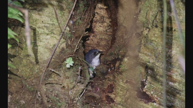 White-breasted Tapaculo - ML608184011