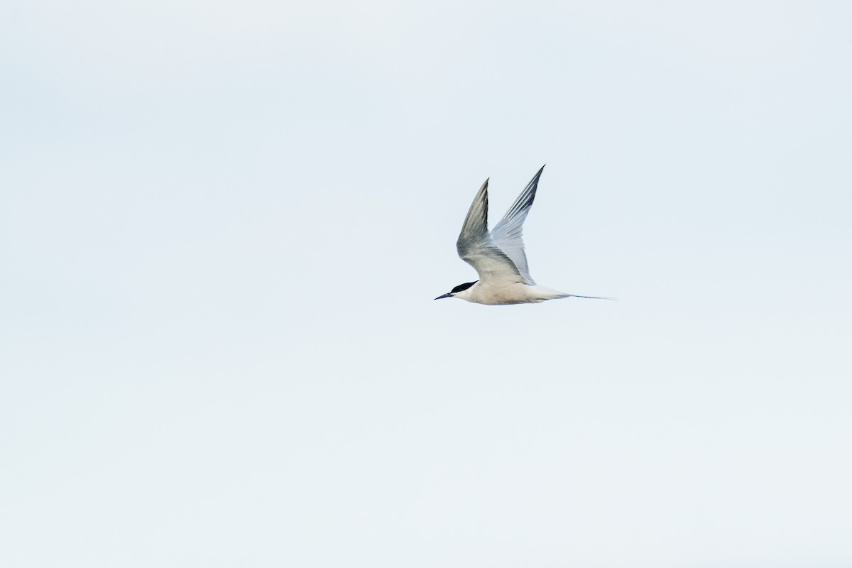 Common Tern - ML608185151