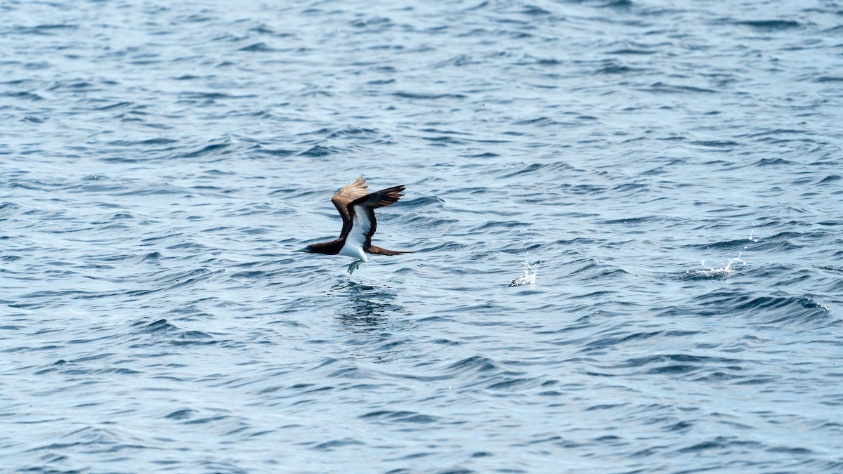 Brown Booby - ML608185211
