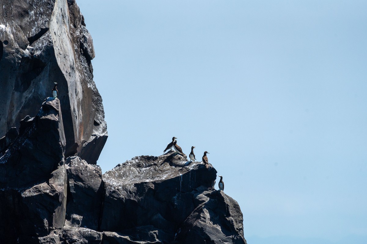 Brown Booby (Forster's) - ML608185331