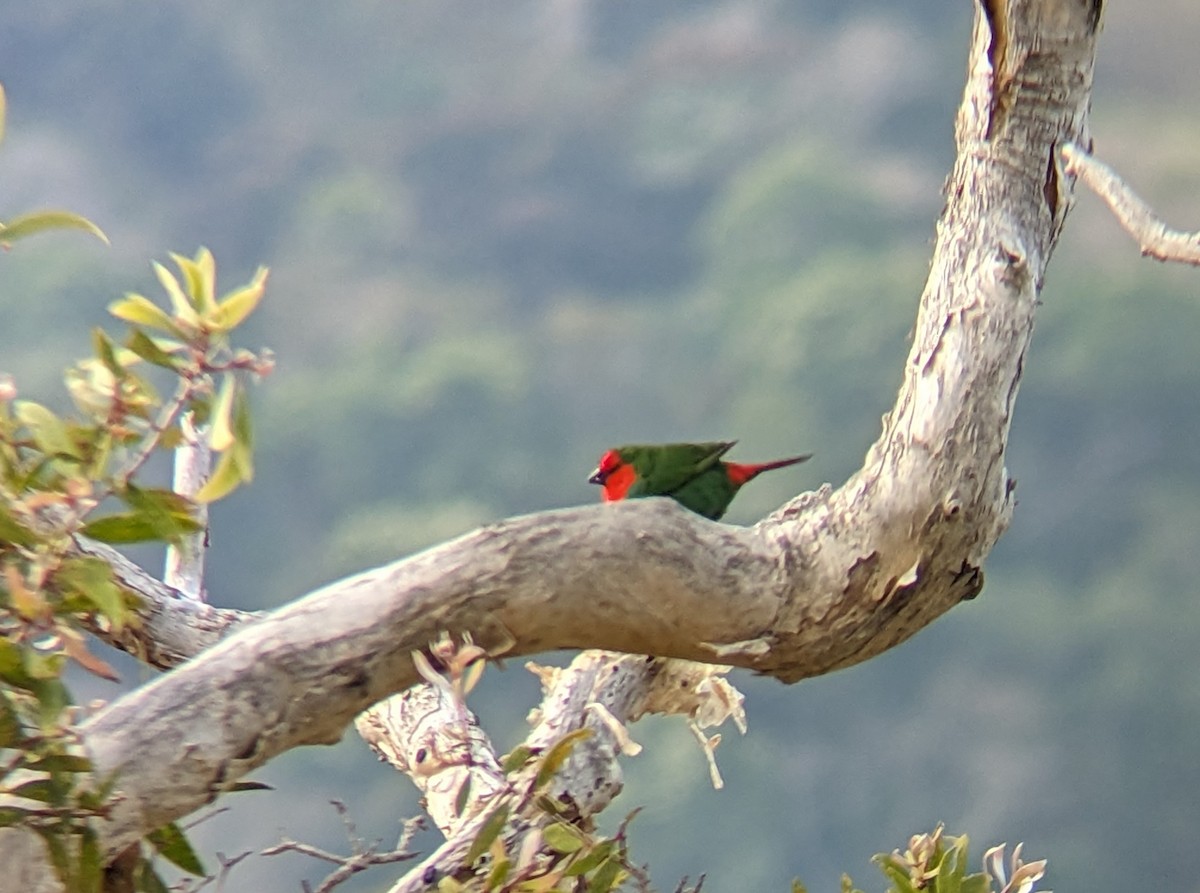 Red-throated Parrotfinch - ML608185541