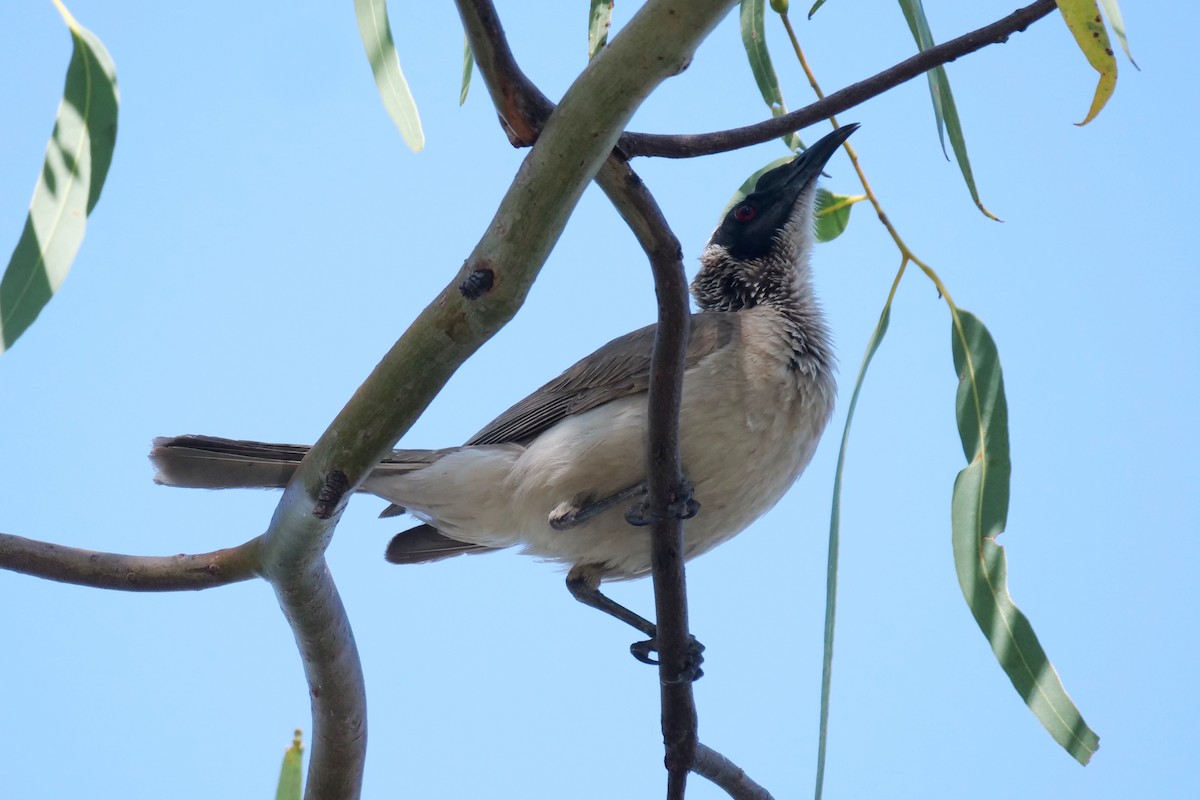 Silver-crowned Friarbird - ML608185551