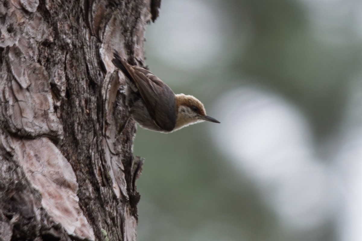 Brown-headed Nuthatch - ML608189481