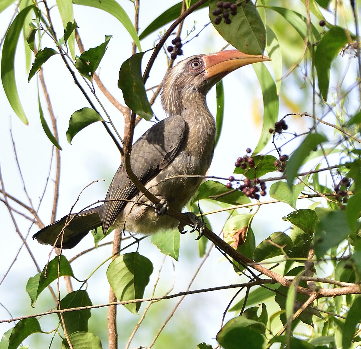 Malabar Gray Hornbill - Arun Prabhu