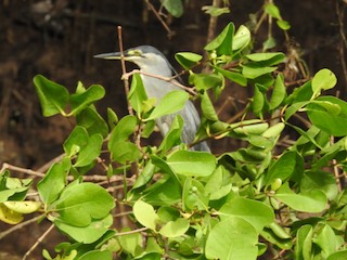 Chorão - eBird