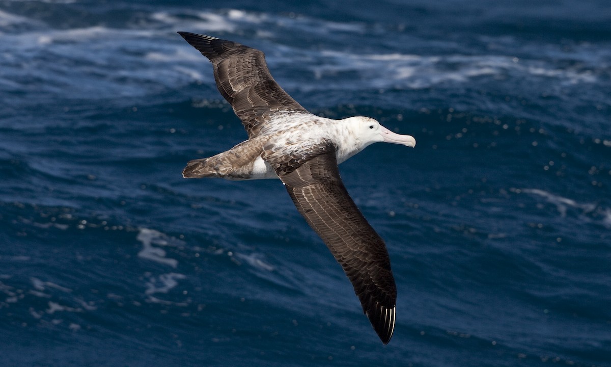 albatros stěhovavý - ML60819111