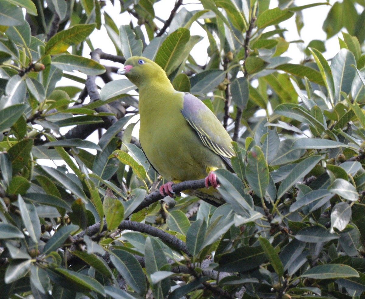 African Green-Pigeon - ML608192621