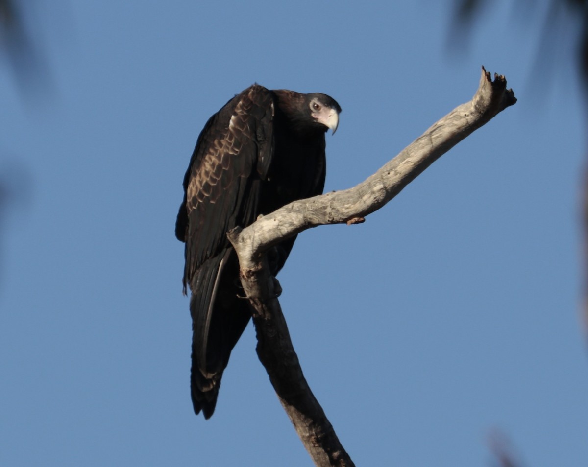 Wedge-tailed Eagle - ML608199221