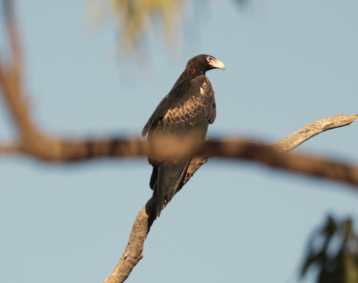 Wedge-tailed Eagle - ML608199281