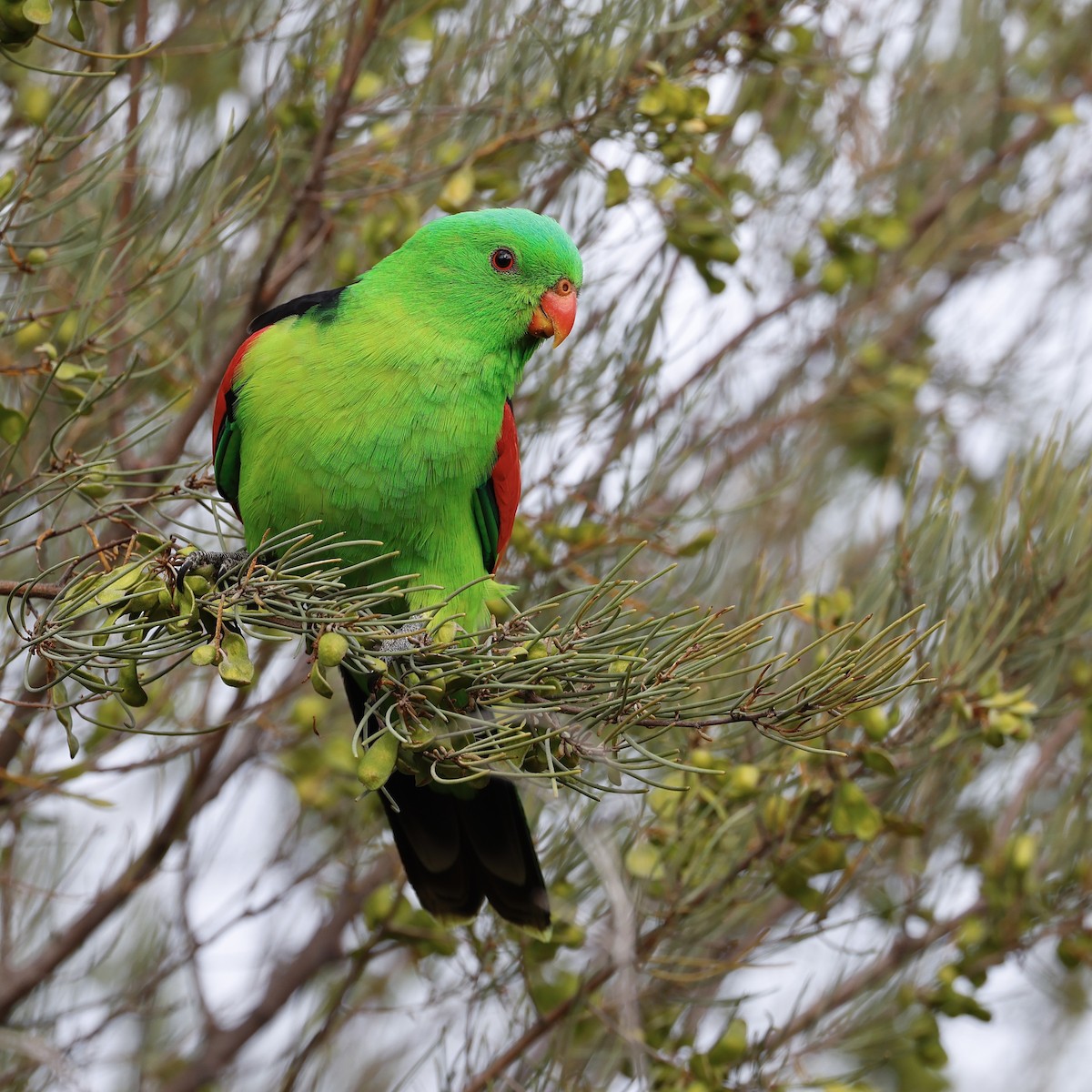 Red-winged Parrot - ML608202091