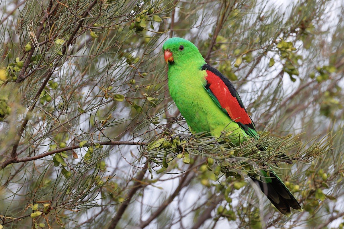 Red-winged Parrot - ML608202121