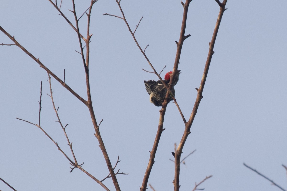 Gray-and-buff Woodpecker (Gray-and-buff) - ML608203131