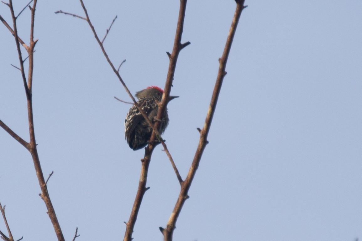 Gray-and-buff Woodpecker (Gray-and-buff) - ML608203151