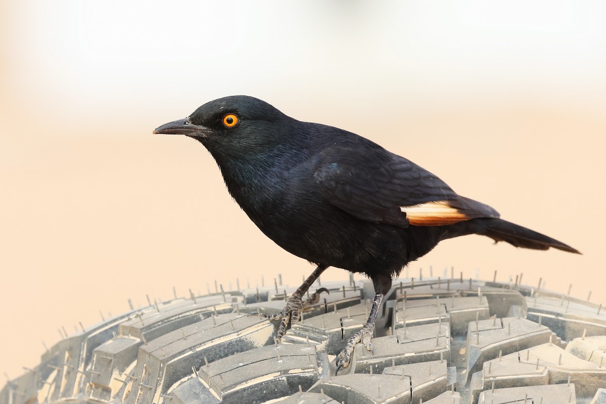 Pale-winged Starling - ML608203591
