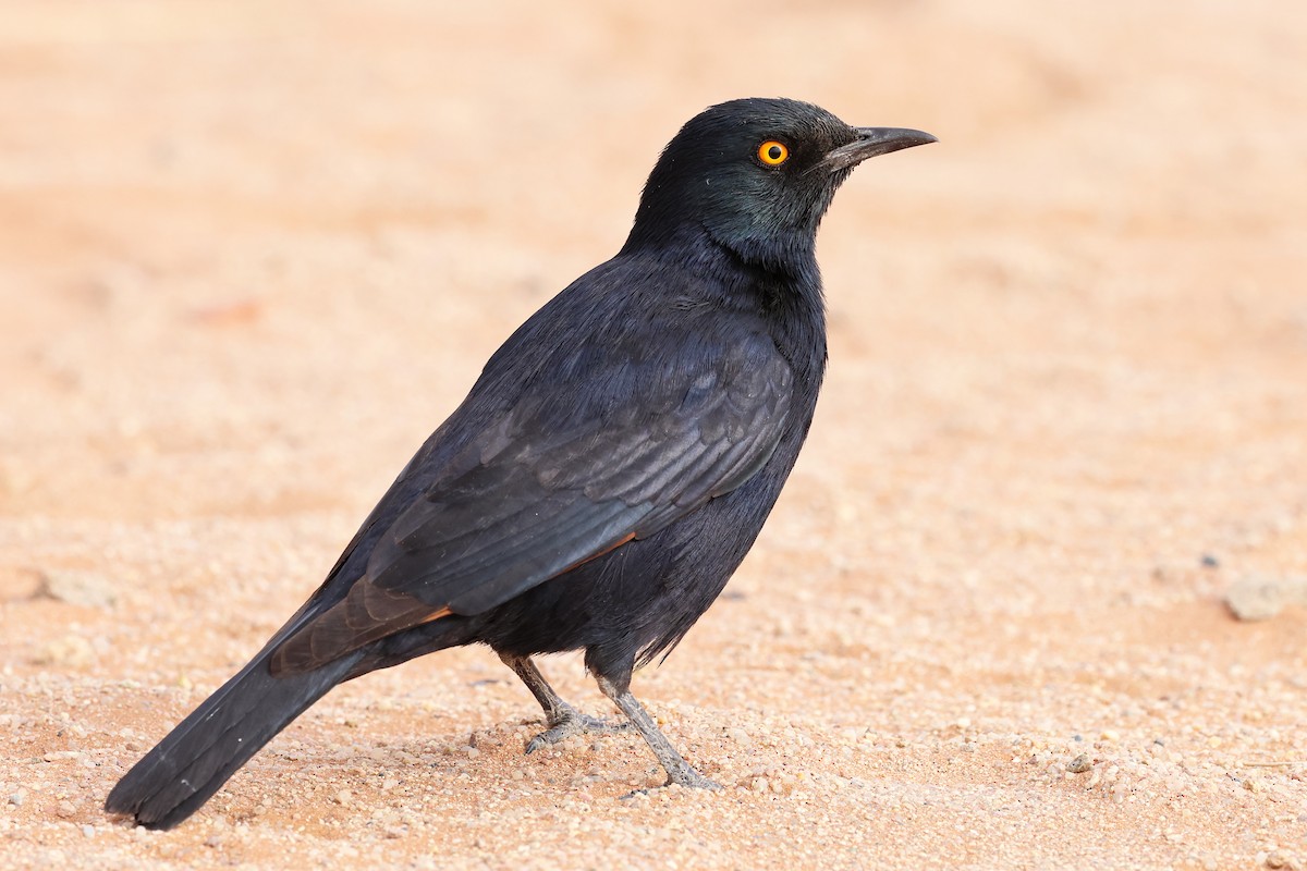 Pale-winged Starling - ML608203601