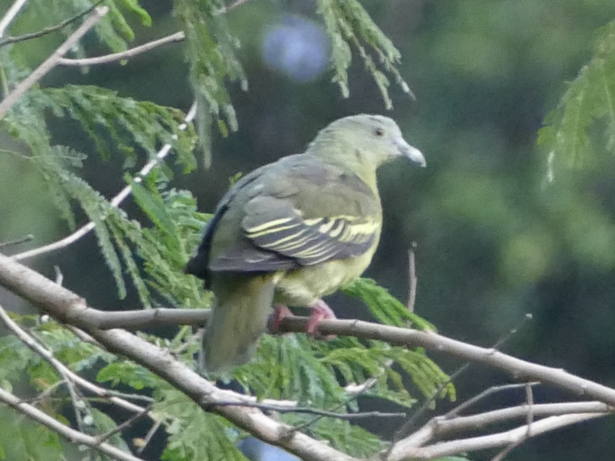 Thick-billed Green-Pigeon (Barusan) - ML608203831