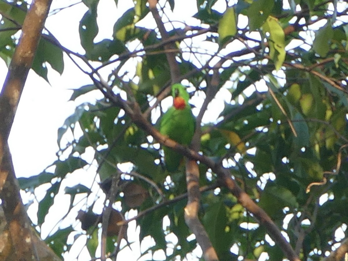 Blue-crowned Hanging-Parrot - ML608204041